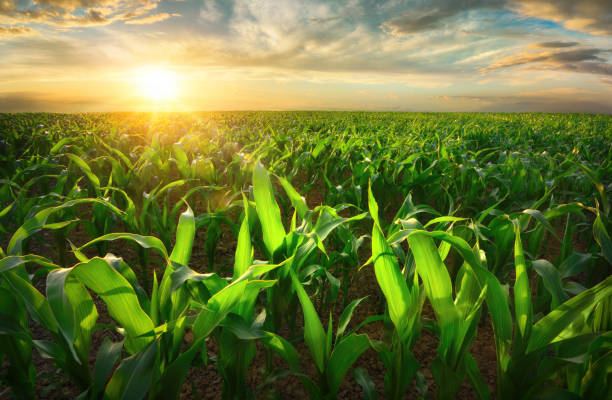 Agricultural Solutions